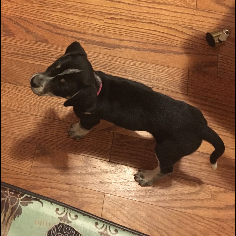 Meet your Posher, Cadence